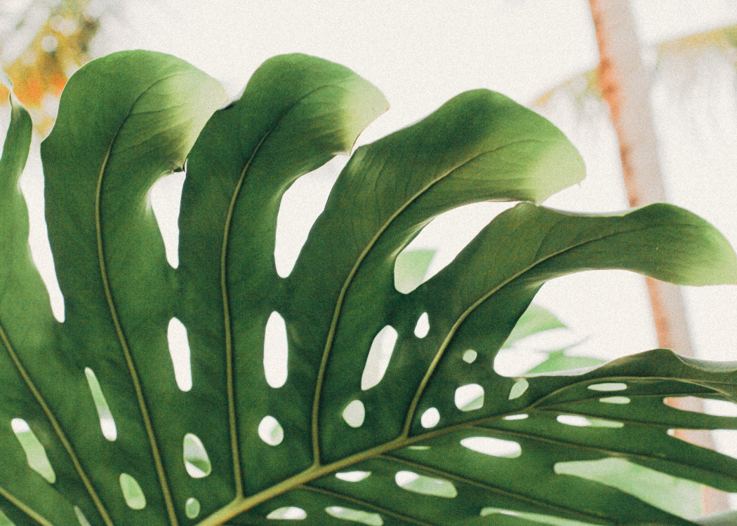 the swiss cheese plant